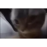 chipichipi emote