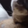 chipichipichapachapa emote