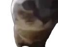 gettingjiggywithit emote