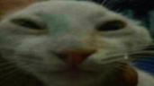 unxdd emote