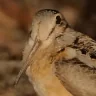 woodcock emote