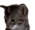 yawner emote