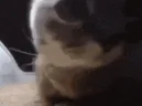 chipichipichapachapadubidubidabadabamagicomidubidubiboomboomboom emote