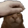 PETTHEBUH emote