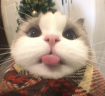 bup emote