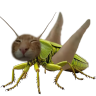 buhg emote