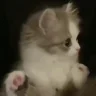 sidit emote