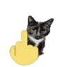 FYOUcatExplode emote