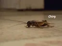 cricket emote