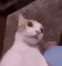 catShocked emote