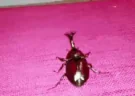COGFLY emote