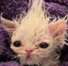 ble emote