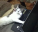 CatWatchingStream