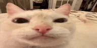 pupupupupupu emote