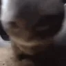 ChipiChipi emote
