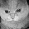 givenup emote