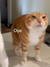 Oye emote
