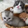 chat emote