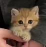 lapki emote
