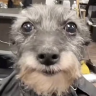 pedropov emote