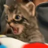 catBite emote