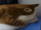 caught emote