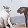 catfight emote