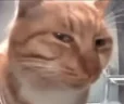 judge emote