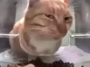 JUDGE emote