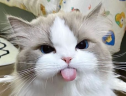 bleh emote