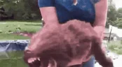 FERAL emote