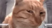 hmmm emote