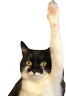 ihaveaquestion emote