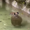 CAPYBARA emote