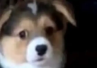 WIDEWEIRD emote