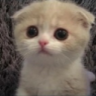 onyo emote