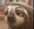 SLOTH