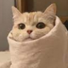 Purrito emote