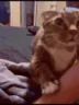 catOverAsk emote