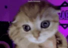 Battal emote