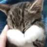 OhNo emote