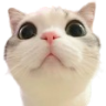 CATSTARE emote