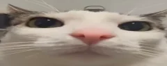MyPlinkestReaction emote