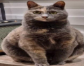 15 emote
