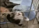 STOP emote