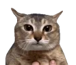 pluh emote