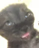 Brainrot emote