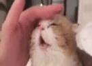 oaoaoaoa emote