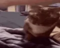 catAnswer emote