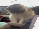 working emote